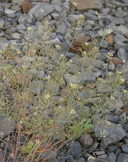 Thale cress. Image courtesy of Robert Vidéki, Doronicum Kft., Bugwood.org.