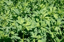 Pre-bud alfalfa. Image courtesy of Phil Kaatz, Michigan State University Extension