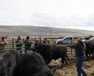 Tribal beef producers benefit from FRTEP efforts at Fort Hall 