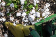 Texas A&M AgriLife Research will look at what precision management tools can improve cotton's sustainability. Image courtesy of Texas A&M AgriLife.