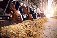 Dairy cattle at feed bunker. Image courtesy of Adobe Stock.