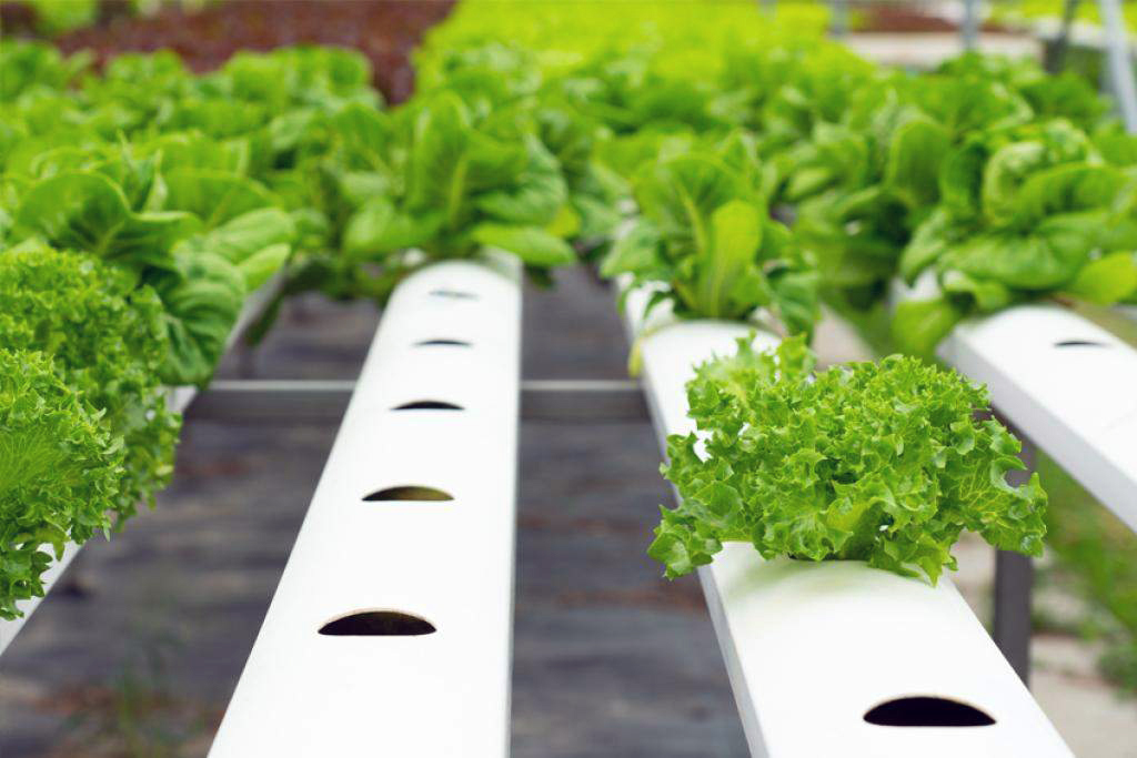 Hydroponic growing system. Adobe Stock. AFRI - SAS RFA image