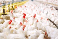Broiler chickens in commercial poultry house. Image courtesy of Adobe Stock.
