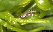 Asian citrus psyllid. Image courtesy of David Hall, USDA ARS, Bugwood.org.