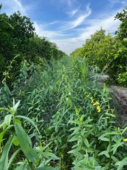 Cover crops grow in between rows of citrus trees in southwest Florida. Image courtesy of Sarah Strauss, UF/IFAS.