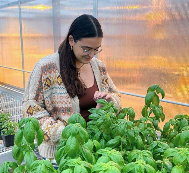 Maddeline Anthony, MSU graduate student, evaluates her basil stock plants that are used for pathogenicity tests. Image courtesy of Ethan Tippett, MSU.