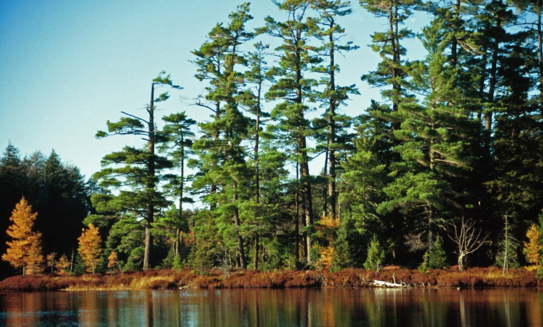 Stand of eastern white pine. Image courtesy of Joseph O’Brien, USDA Forest Service, Bugwood.org.