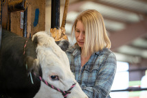 Dr. Kara Thornton collects samples and data from the steers that were on trial. Image courtesy of  Utah State University.