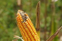 The fungus Aspergillus flavus causes ear rot in corn. Image courtesy of University of Illinois Urbana-Champaign.