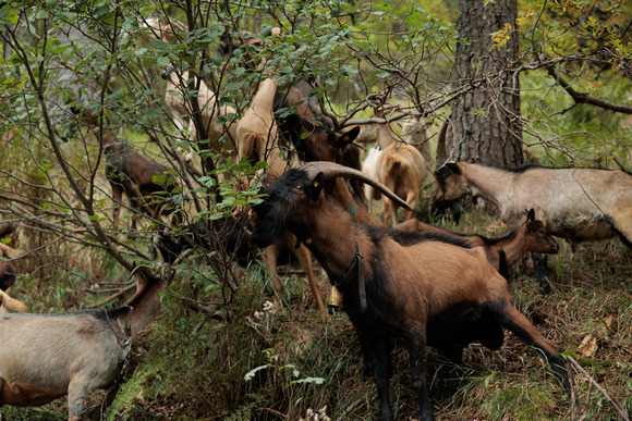  Goats grazing understory plants. Image courtesy of Adobe Stock.