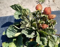 A strawberry plant infested with chilli thrips. Image courtesy of Sriyanka Lahiri, UF/IFAS.