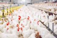 Birds in a commercial broiler house. Image courtesy of Adobe Stock