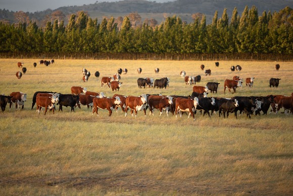 Commercial beef cattle in a pasture. Image courtesy of Adobe Stock.