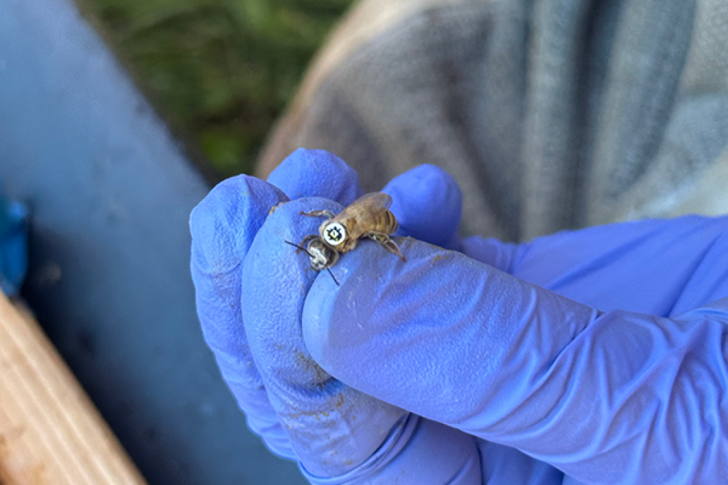 QR code on back of honey bee. Courtesy of Penn State. 