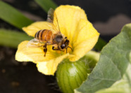 Honey bee landing on a watermelon flower. Image courtesy of USDA ARS.