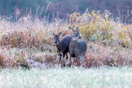 Whitetail deer. Image courtesy of Adobe Stock.