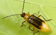 Western corn rootworm adult on soybean. Image courtesy of Winston Beck, Iowa State University, Bugwood.org.