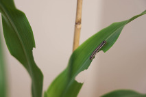 Sorghum leaves show feeding damage from fall armyworms. Image courtesy of Emma Saathoff, University of Nebraska-Lincoln.