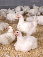 Close up of broiler chickens. USDA Agriculture Research Service photo by Stephen Ausmus.