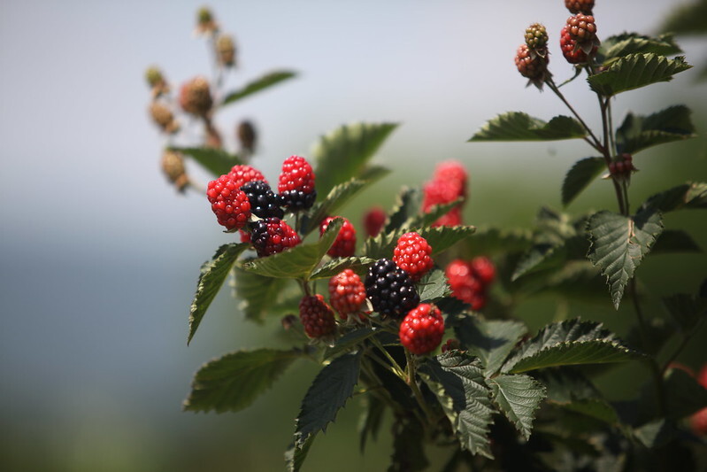 Blackberry vine. University of Arkansas System Division of Agriculture / Ryan McGeeney 