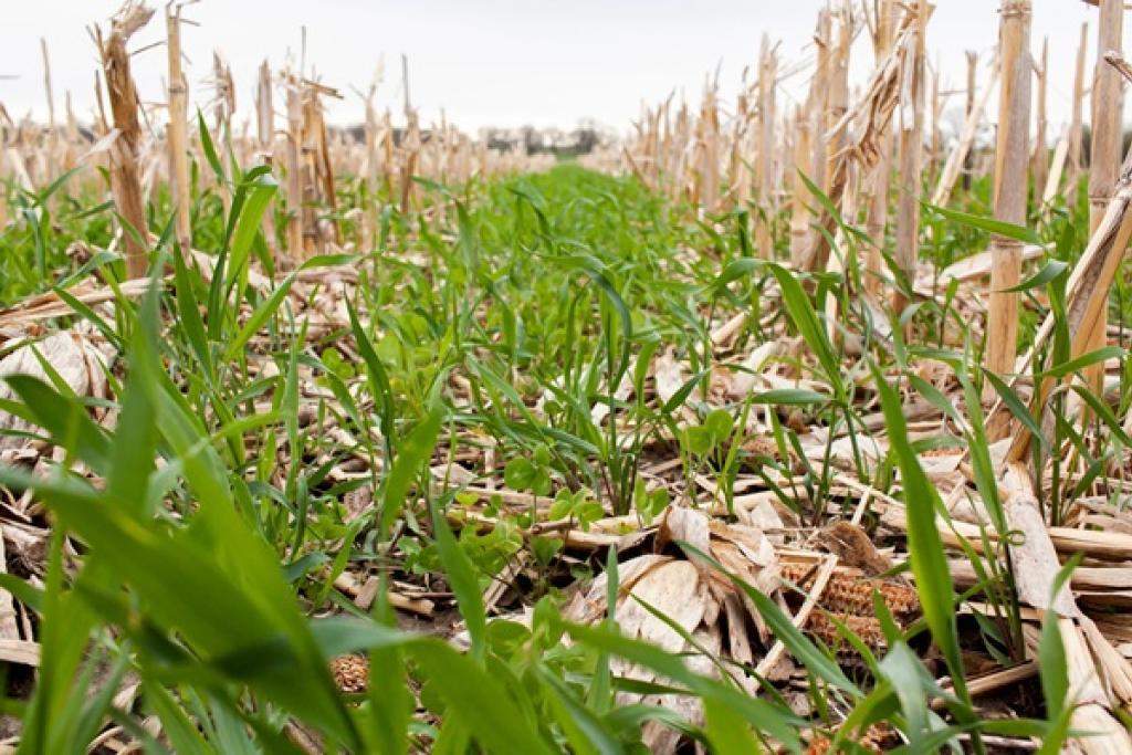 Cover crop growing in harvested corn field. Image courtesy of Adobe Stock.