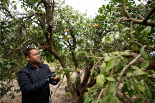 Scientist inspecting a citrus greening disease-affected tree. Image courtesy of Texas A&M AgriLife Marketing and Communications.