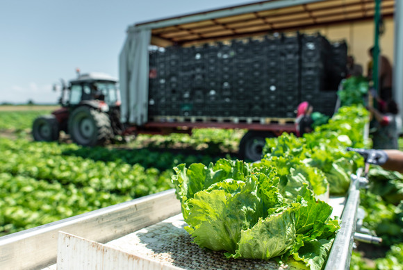 Harvesting lettuce in the field. Image courtesy of Adobe Stock.