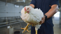 Chicken at Auburn University’s poultry research center.  Image courtesy of Auburn University. 