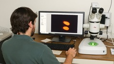 Jacob Johnson, a Clemson University master's student, uses a stereo microscope to study Upland cotton genes.  Image courtesy of Clemson University.