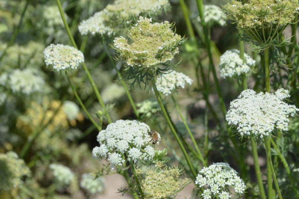 Flowering carrot plants.  Image courtesy of Lynn Ketchum, Oregon State University.