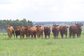 Brangus cattle in a field. Image courtesy of Adobe Stock.