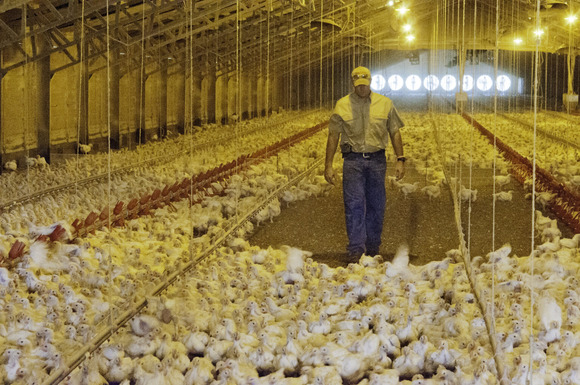 Broilers in a poultry house. USDA Photo by Bob Nichols.