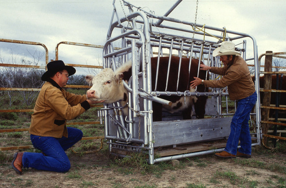 USDA Agricultural Research Service professionals inspect for cattle fever ticks. USDA photo by Scott Bauer.
