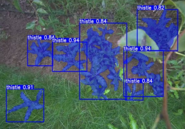 Photo shows one weed species that Penn State researchers trained the artificial intelligence (AI) machine vision model to recognize. 