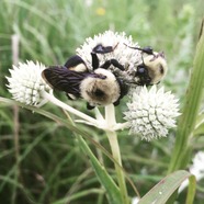 Brown belted bumble bees on rattlesnake master (Eryngium yuccifolium) in prairie planting. Image courtesy of Iowa State University/ Amy Toth.