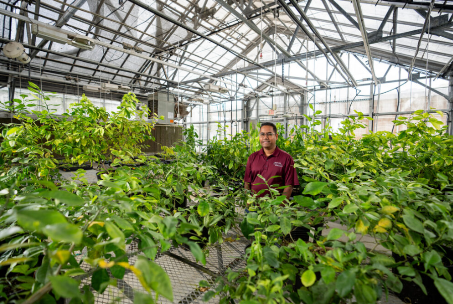 Dr. Kranthi Mandadi worked to achieve commercial availability of a newly registered citrus greening treatment. Image courtesy of Texas A&M AgriLife. 