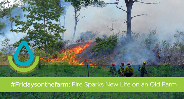 #FridaysontheFarm: Fire Sparks New Life on an Old Farm