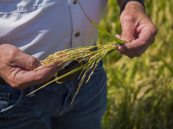 Rice close up
