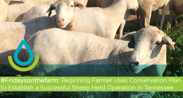 #Fridaysonthefarm: Tennessee sheep