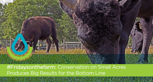 #Fridaysonthefarm: Conservation on Small Acres Produces Big Results for the Bottom Line