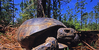 gopher tortoise 2
