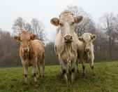 picture of 3 cows