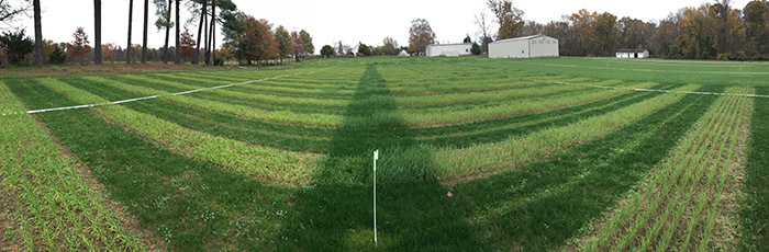 Pollinator Establishment Panorama