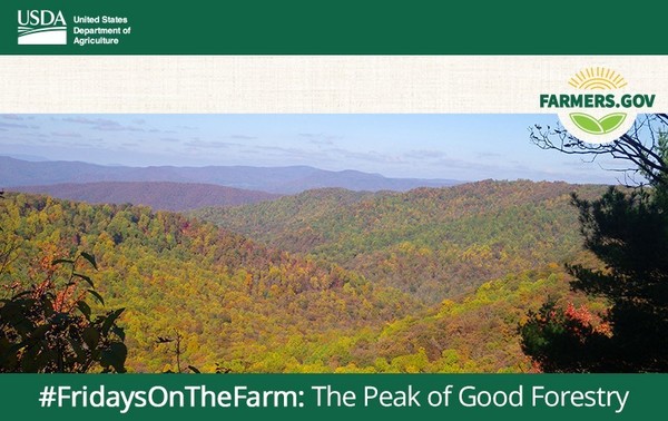 The Peak of Good Forestry