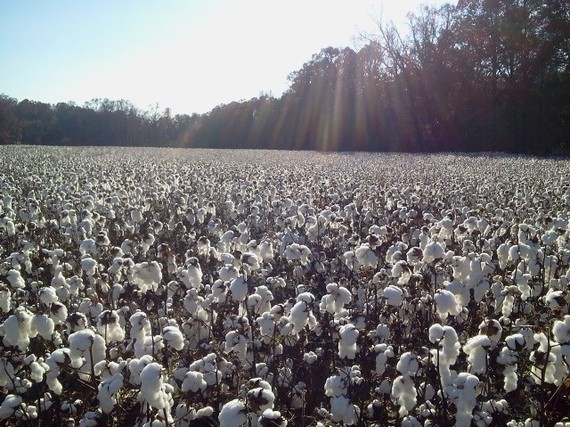 Cotton Field