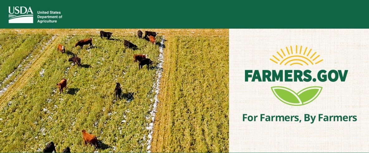 Grazing cover crops Minnesota