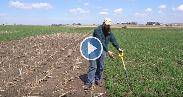 Cover Crop Video 7