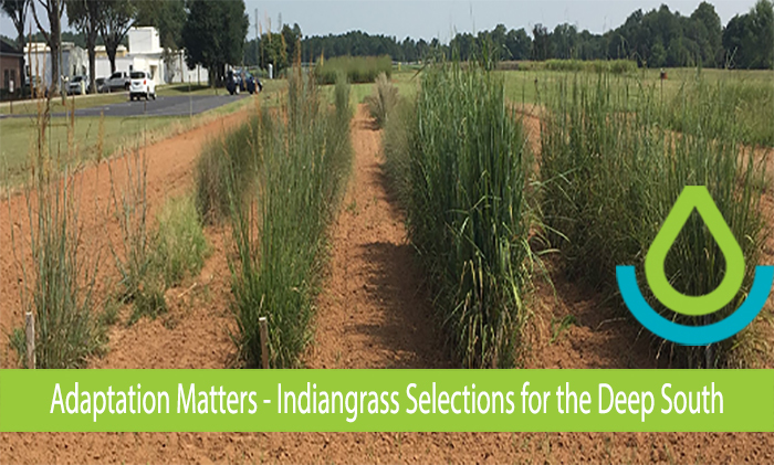 Indiangrass selections growing at JCPMC