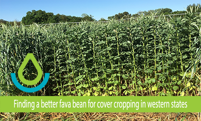 A photo of a tall dense stand of Fava Beans in California