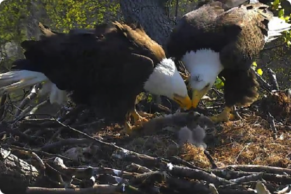 A pair of mated Bald Eagles feeding two baby eaglets